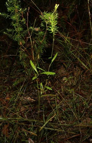 Image of Senecio prenanthoides by (c) Greg Tasney, some rights reserved (CC BY-SA)
