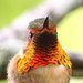 Rufous, Allen's, and Allied Hummingbirds - Photo (c) Carmelo López Abad, some rights reserved (CC BY-NC), uploaded by Carmelo López Abad