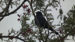 Onychognathus nabouroup