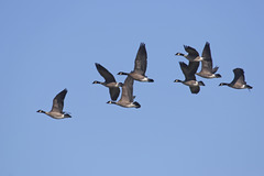 Branta hutchinsii leucopareia