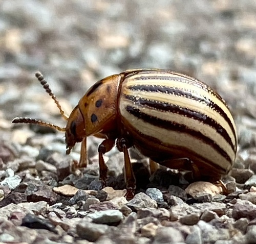 Colorado Potato Beetle