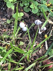 Coprinellus angulatus