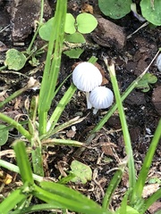Coprinellus angulatus