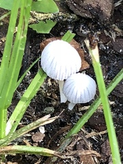 Coprinellus angulatus