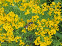 Myzinum carolinianum