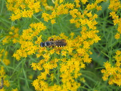 Myzinum carolinianum