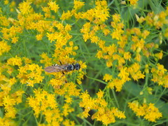 Myzinum carolinianum