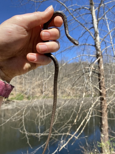Zaleski Backpack Trail - North Loop