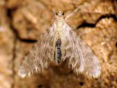 Nallachius americanus