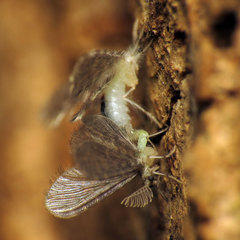 Nallachius americanus