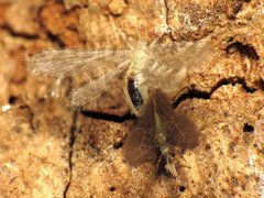 Nallachius americanus