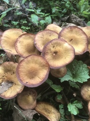 Desarmillaria caespitosa image