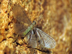 Nallachius americanus