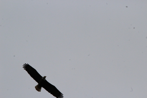 Bald Eagle photographed in West Virginia