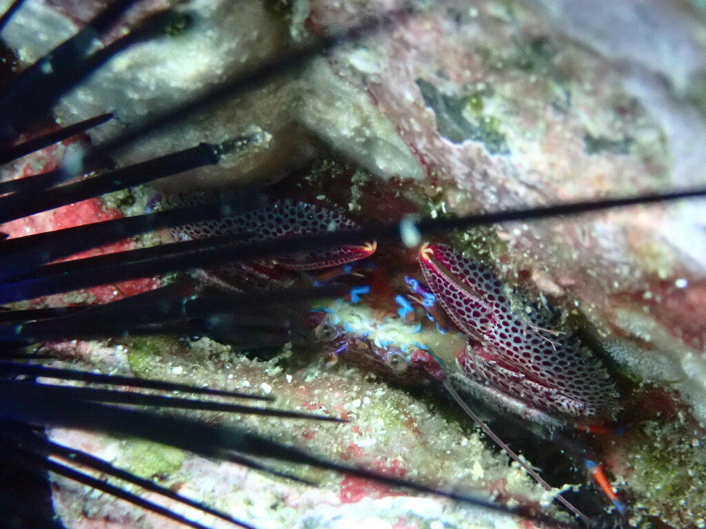 Petrolisthes donadio