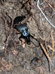 Sphaeroderus