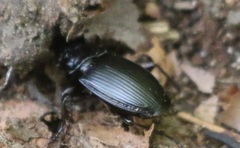 Abax parallelus
