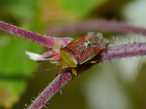 Birch Shield Bug photo 4