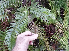 Cranfillia vulcanica