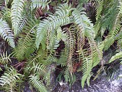 Cranfillia vulcanica