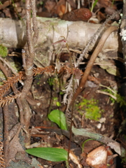 Cyrtostylis oblonga