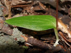 Cyrtostylis oblonga
