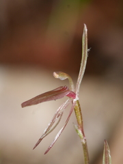 Cyrtostylis oblonga