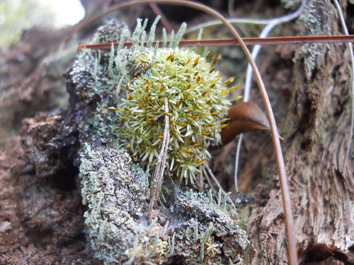Octoblepharum albidum