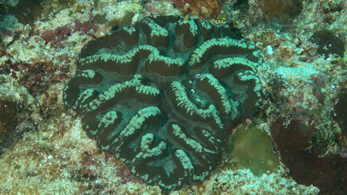 Lobophyllia valenciennesii observed 2023-03-19