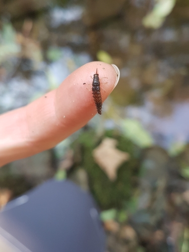 Osmylidae