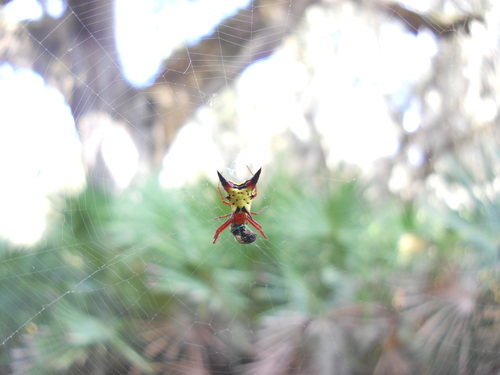 Micrathena sagittata image