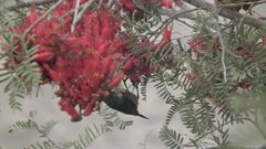 Cinnyris chalybeus albilateralis