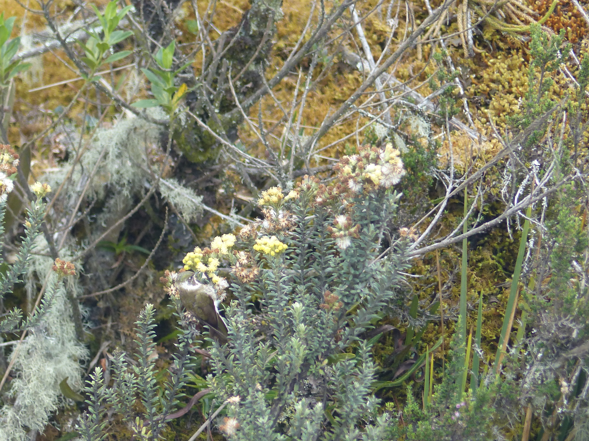 Green-bearded Helmetcrest (Oxypogon guerinii), photo 6