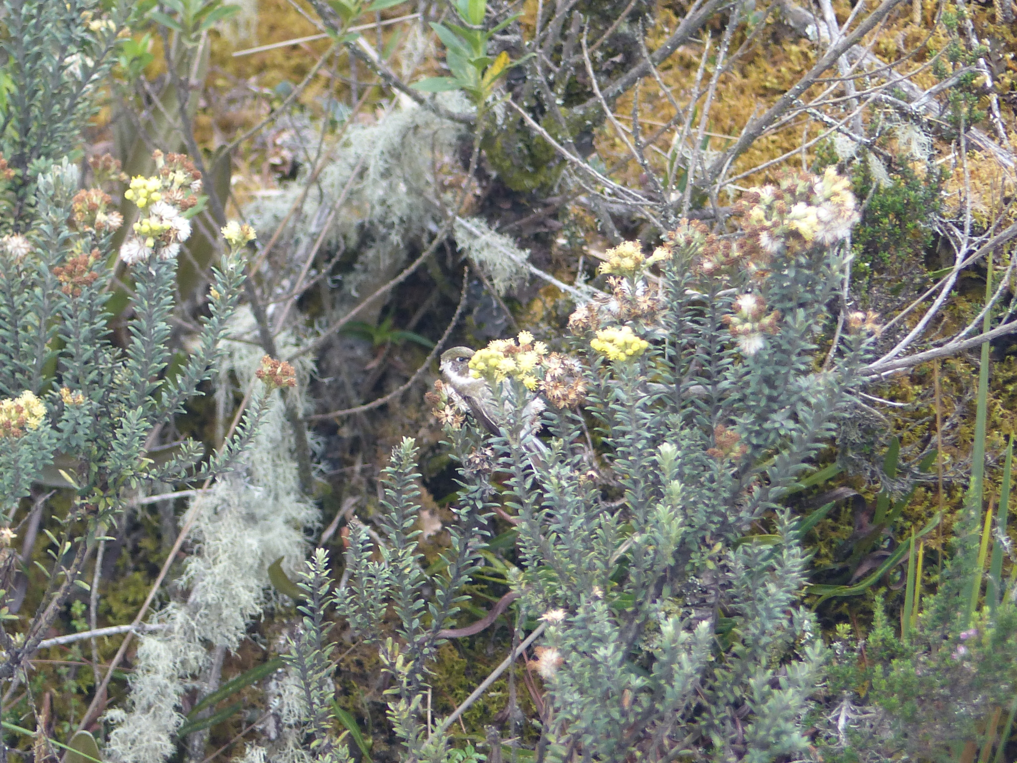 Green-bearded Helmetcrest (Oxypogon guerinii), photo 7