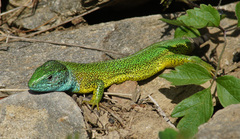 Lacerta viridis viridis