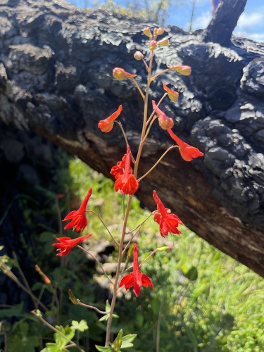 Red Larkspur