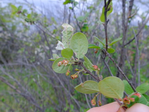 Dark-seed Cotoneaster (Cotoneaster niger)