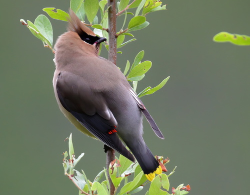 Cedar Waxwing photographed in Mississippi