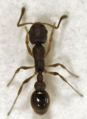 Cardiocondyla minutior