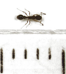 Cardiocondyla minutior
