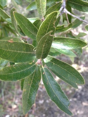 Quercus microphylla
