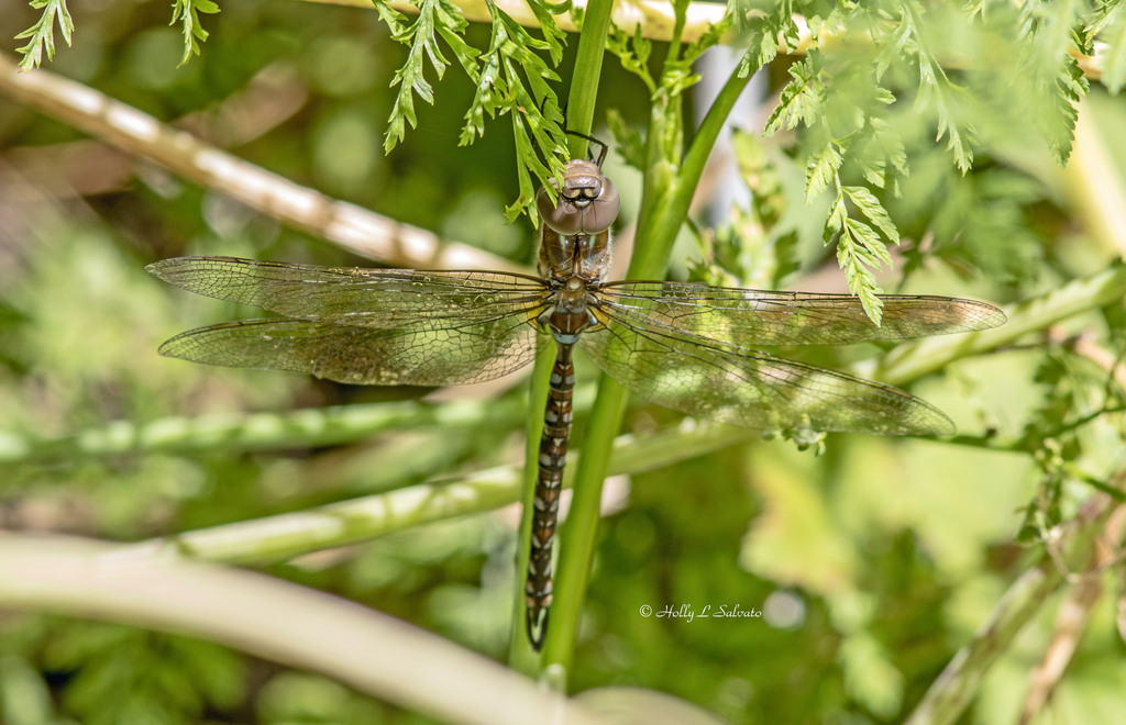 Blueeyed Darner from Monterey County, CA, USA on June 11, 2018 at 02
