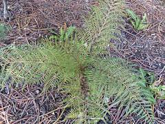 Sphaeropteris tomentosissima