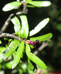 Pittosporum divaricatum