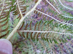 Sphaeropteris tomentosissima