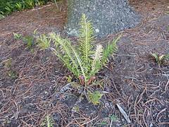 Blechnum brasiliense