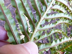 Blechnum brasiliense