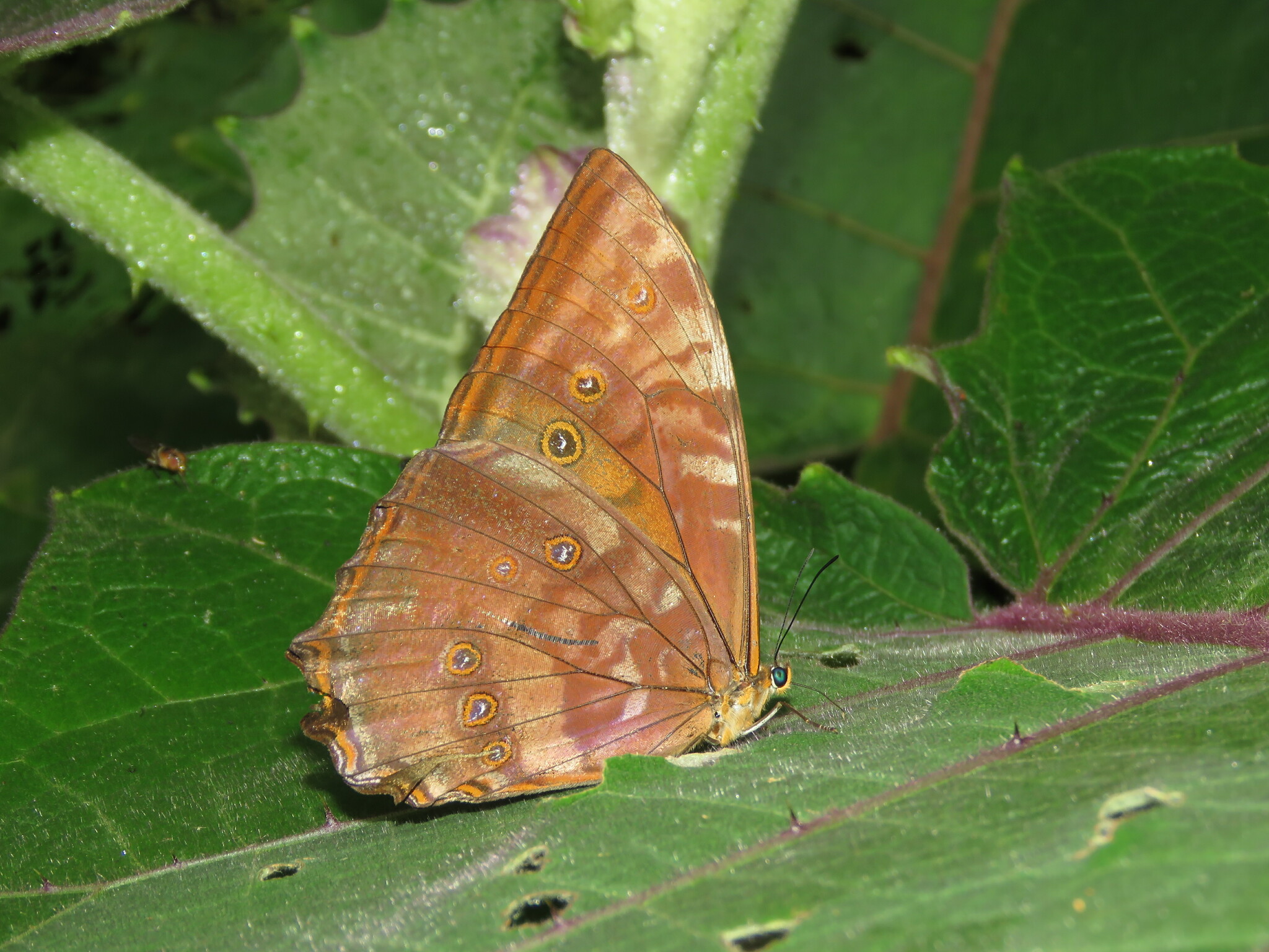 Stub-tailed Morpho (Morpho theseus) · iNaturalist