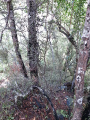 Pittosporum divaricatum