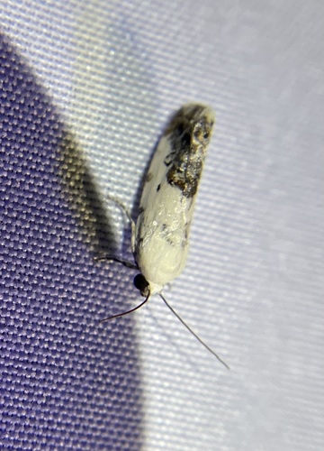 One-spotted Bird-dropping Moth photo 5